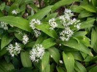 Dichte Gruppe Bärlauch Blüten